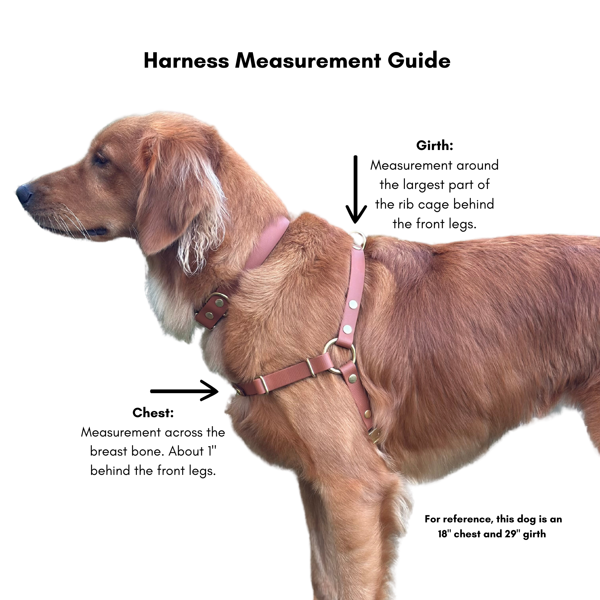 Dog harness around front legs hot sale