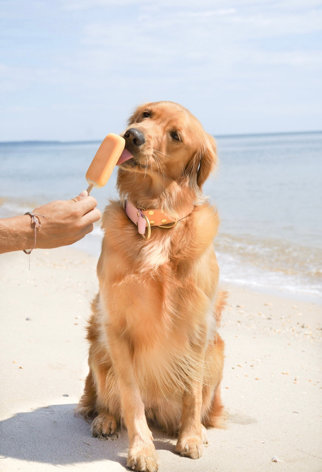 Curated visual reference: The Canine Threads Photo Inspiration