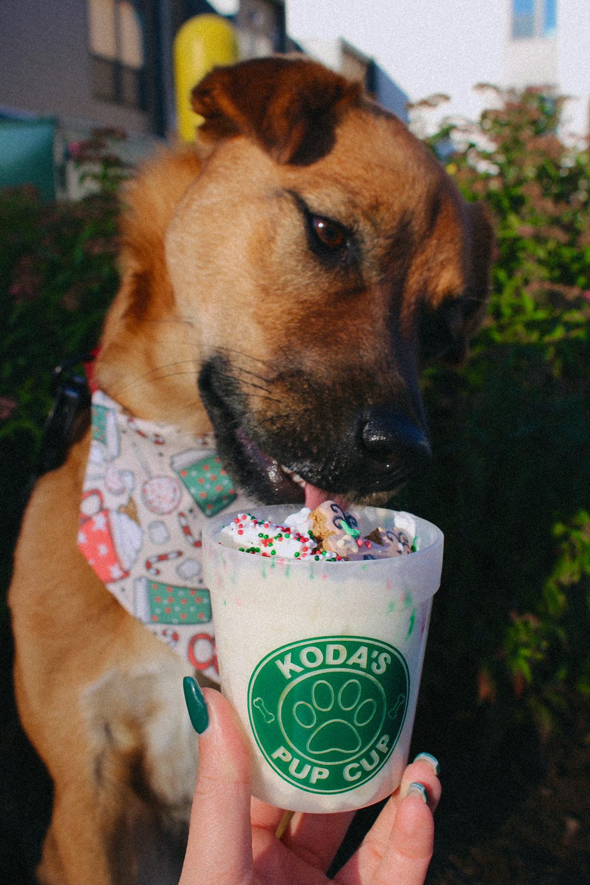 Personalized Pup Cup The Canine Threads