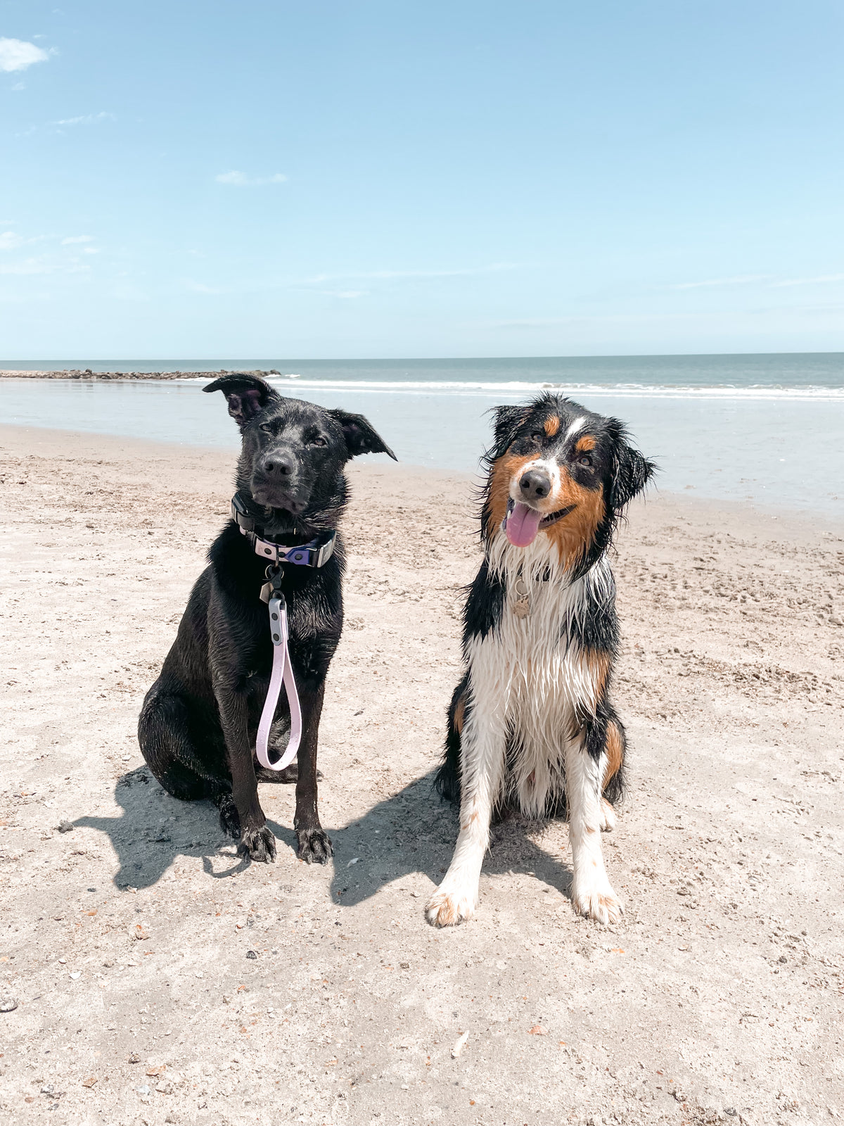 Canine Thread Hazard Awareness Reference: The Canine Threads